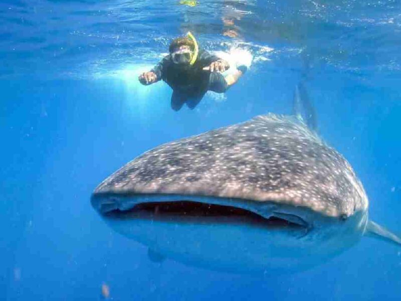 Tiburón ballena: Holbox espera un repunte turístico tras el Mundial 2026