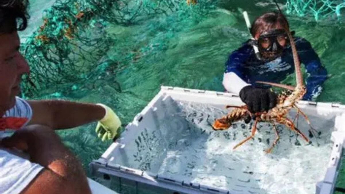Captura de langosta en Quintana Roo alcanza las 50 toneladas