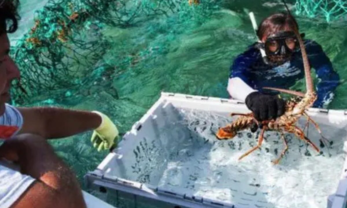 Captura de langosta en Quintana Roo alcanza las 50 toneladas