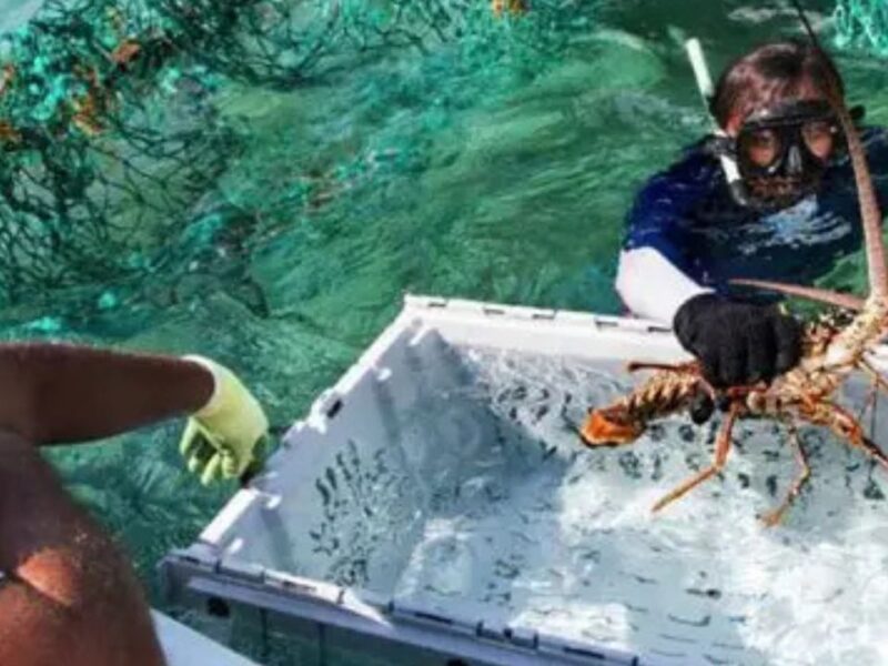 Capturan 50 toneladas de langosta en Quintana Roo, pero enfrentan baja comercialización