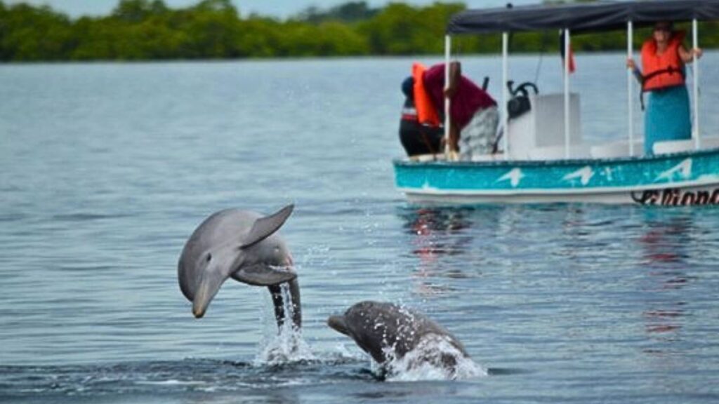 Santuario de delfines en Cozumel: proyecto histórico en el estado