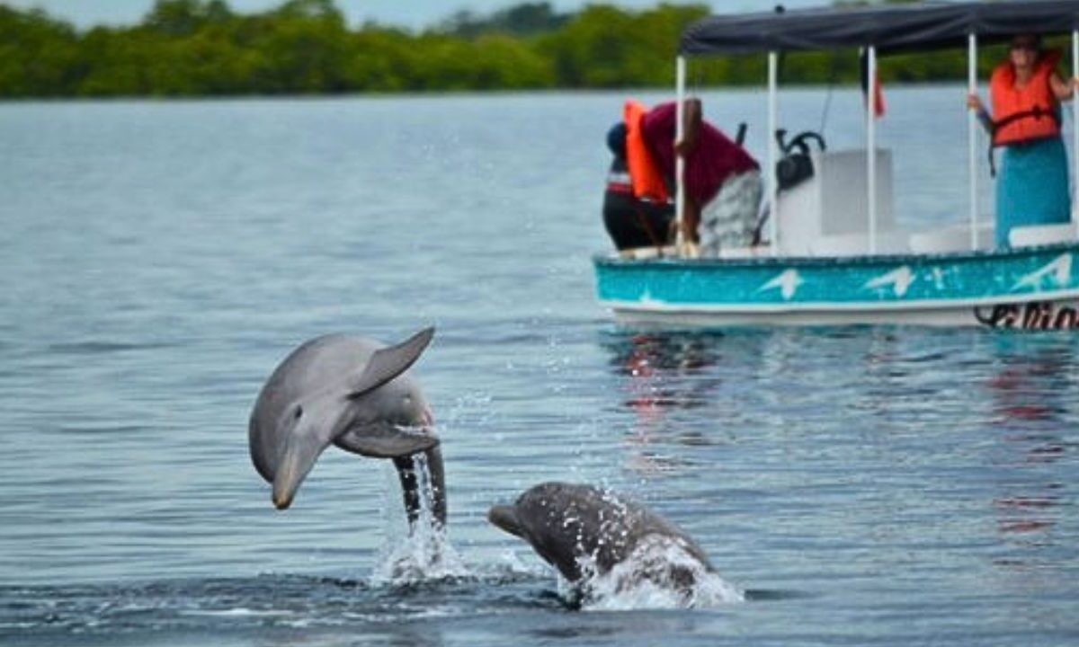 Santuario de delfines en Cozumel: proyecto histórico en el estado
