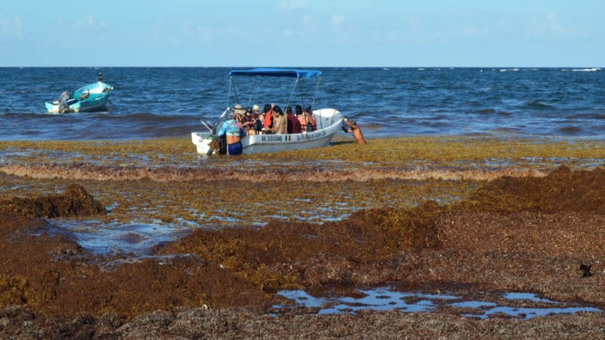 Sargazo en el Caribe mexicano desvía turismo internacional: TSI