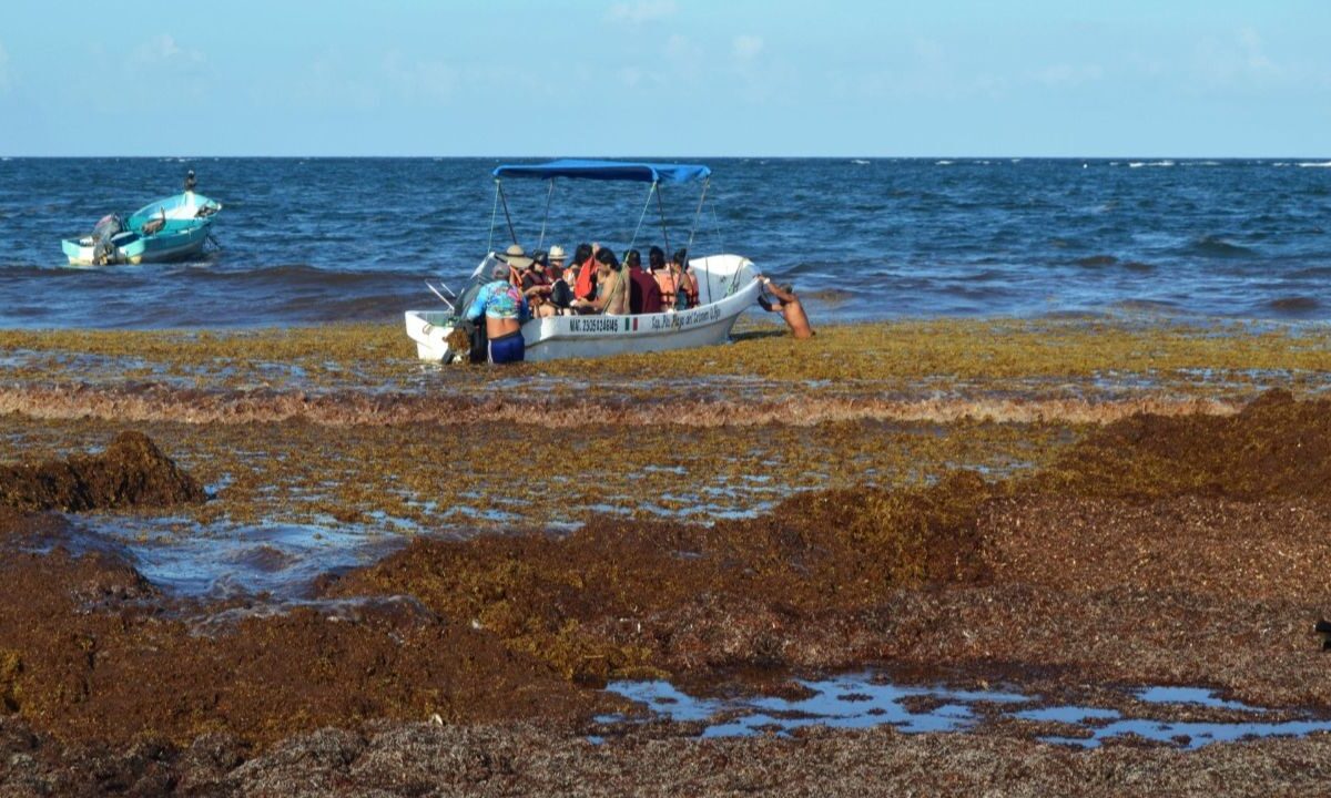 Sargazo en el Caribe mexicano desvía turismo internacional: TSI