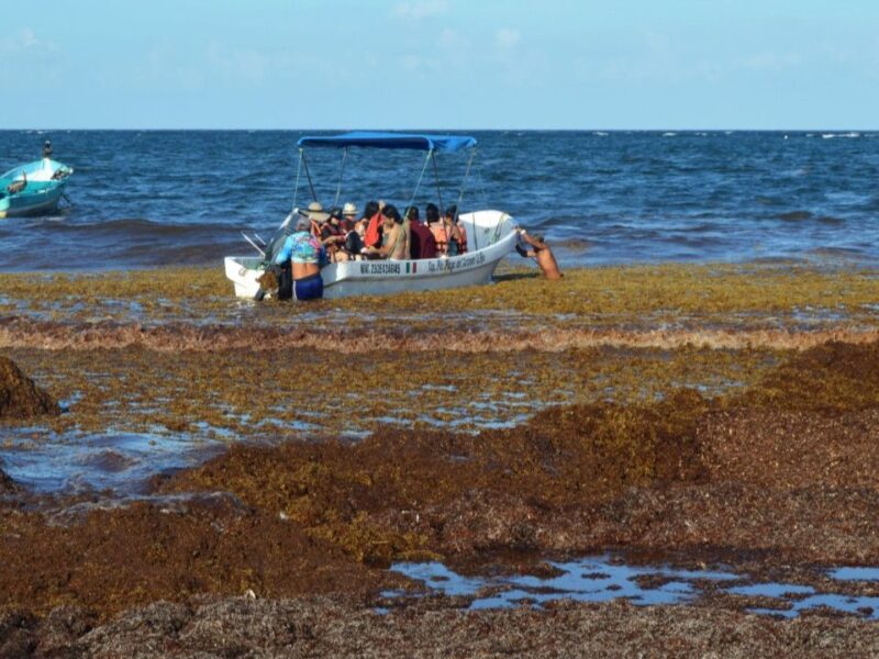 Sargazo en el Caribe mexicano desvía turismo internacional: TSI