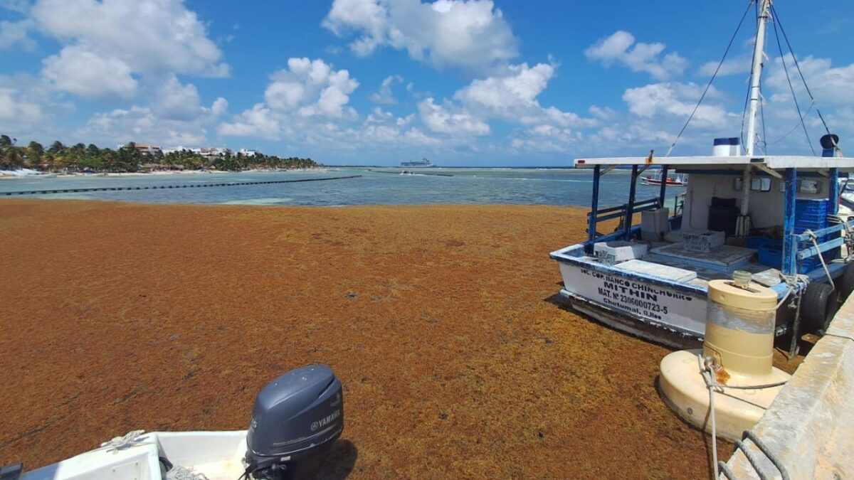 Sargazo en Quintana Roo: Operará nuevo buque oceánico