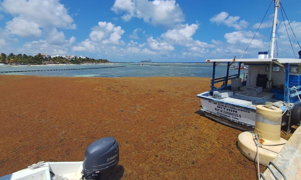 Sargazo en Quintana Roo: Operará nuevo buque oceánico
