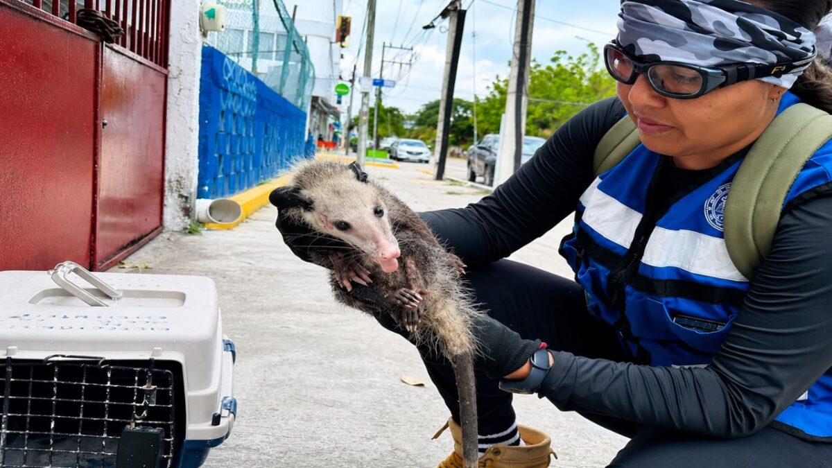 Calor provoca aumento de serpientes y tlacuaches en Cancún