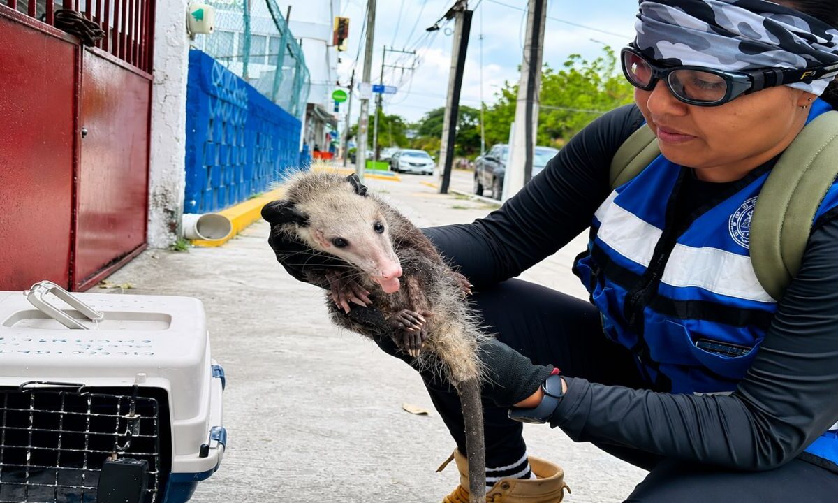 Calor provoca aumento de serpientes y tlacuaches en Cancún