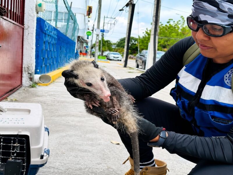 Bomberos de Cancún rescatan fauna a diario: ¿En qué regiones hay más serpientes?