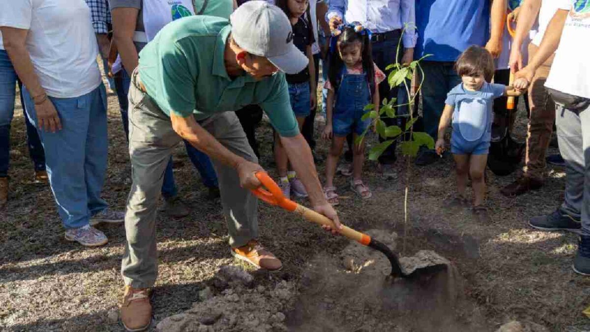 Fuerte campaña de reforestación en Cancún.