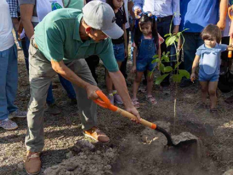Arboriza Cancún: plantarán hasta tres mil árboles durante la temporada de lluvias