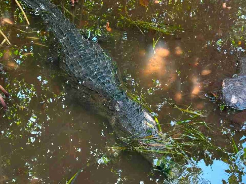 Así fue el rescate de un cocodrilo atado de boca y extremidades en la zona hotelera de Cancún