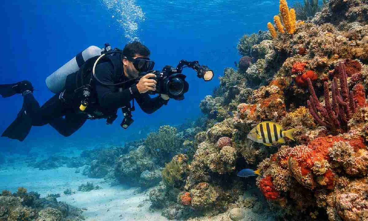 Buzos salen en defensa de turistas.