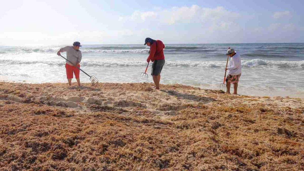 Récord de sargazo en Cancún.