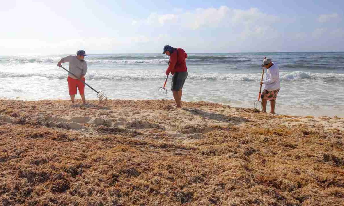 Récord de sargazo en Cancún.