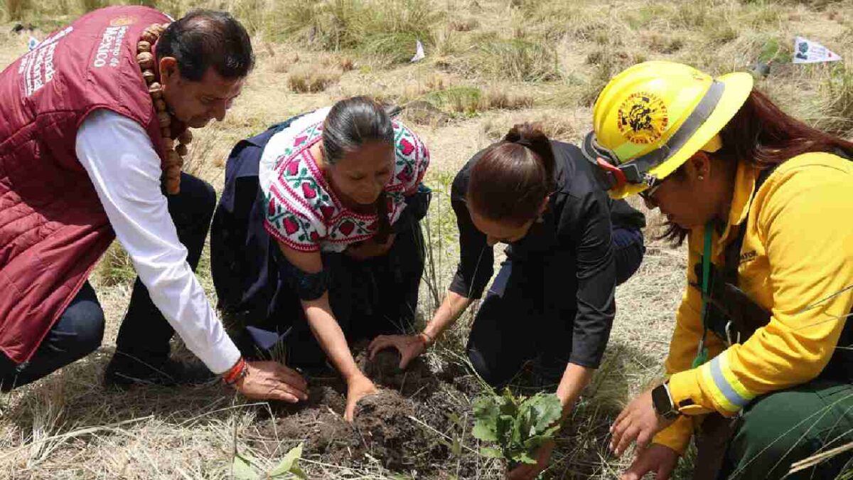 La presidenta Claudia Sheinbaum encabezó la jornada de reforestación.