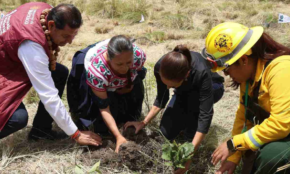La presidenta Claudia Sheinbaum encabezó la jornada de reforestación.