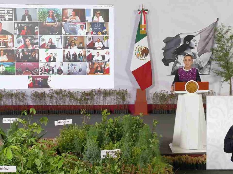Jornada Nacional de Reforestación: Sheinbaum anuncia plantación de 6.6 millones de árboles; Quintana Roo, presente