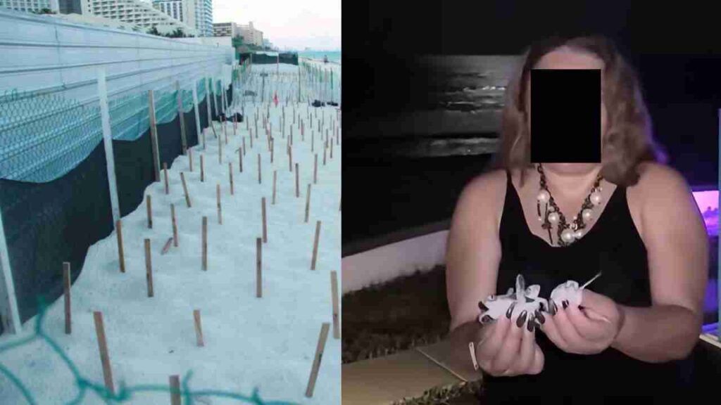 Profepa investigará caso de turista que manipuló crías de tortuga en Benito Juárez