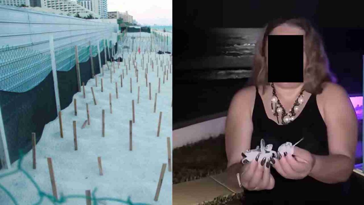 Profepa investigará caso de tortugas.