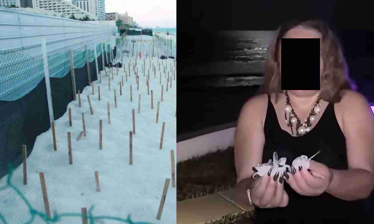Profepa investigará caso de tortugas.
