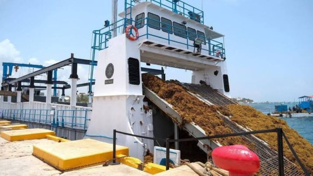 Sargazo en Quintana Roo disminuirá tras alcanzar pico máximo