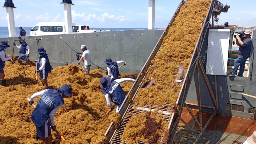 Sargazo en Quintana Roo disminuirá tras alcanzar pico máximo