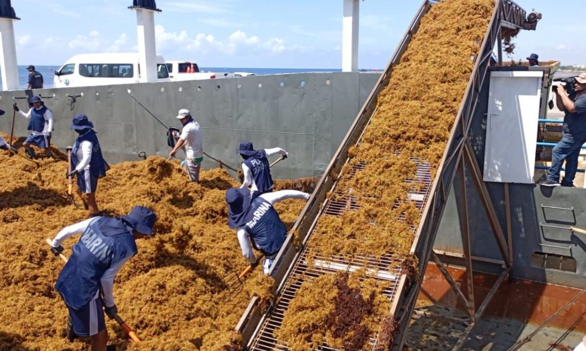 Sargazo en Quintana Roo disminuirá tras alcanzar pico máximo