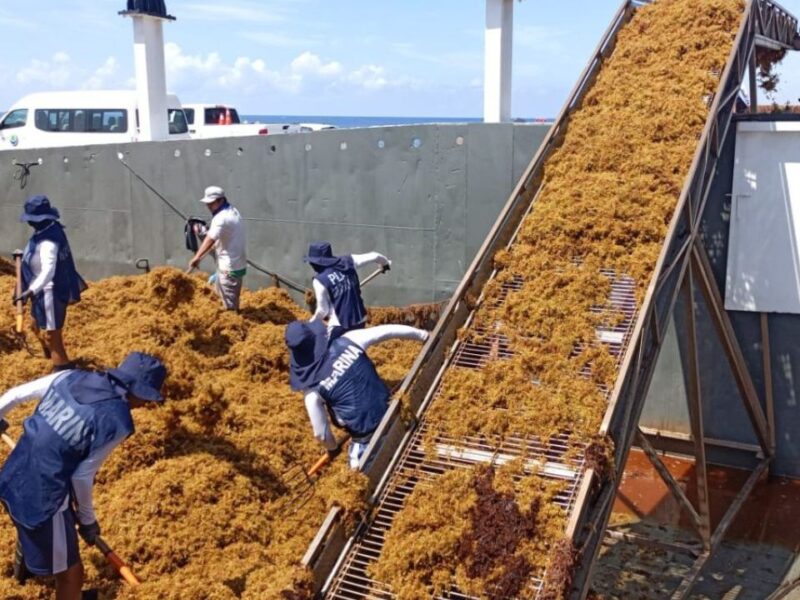Sargazo en Quintana Roo comenzará a disminuir tras alcanzar pico máximo