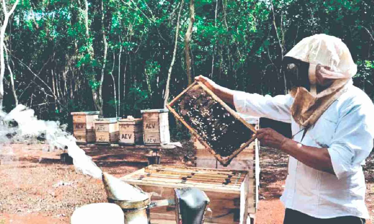 La producción de miel a la baja.