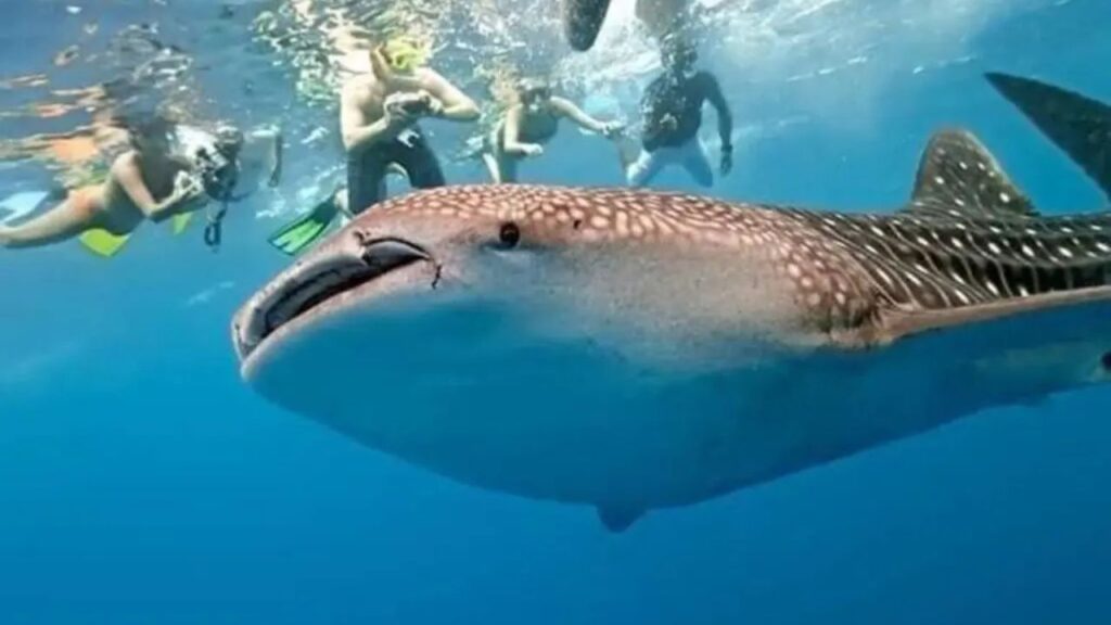 Tiburón ballena en Holbox: avistamiento de 50 ejemplares al día