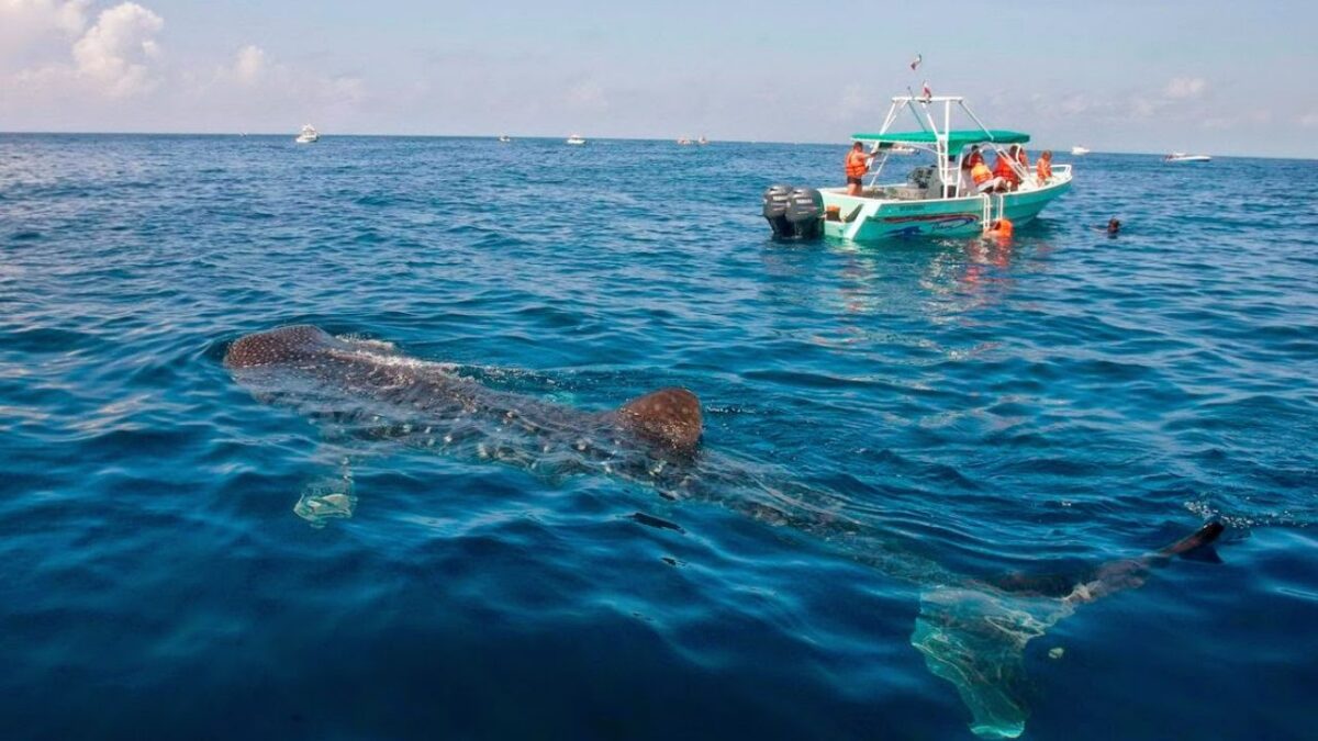 Tiburón ballena en Holbox: avistamiento de 50 ejemplares al día