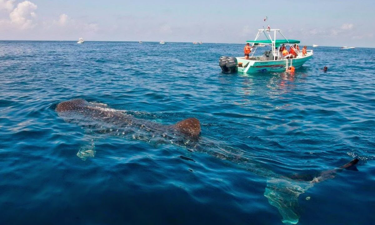 Tiburón ballena en Holbox: avistamiento de 50 ejemplares al día