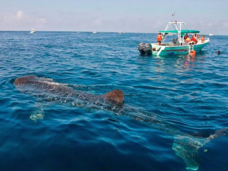 Tiburón ballena en Holbox 2026: Reportan hasta 50 ejemplares al día y 70% de ocupación