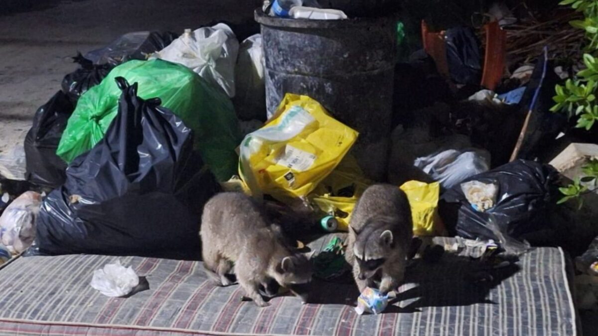 Basura en Holbox alerta a turisteros previo al Torneo de Pesca Don Nain Moguel