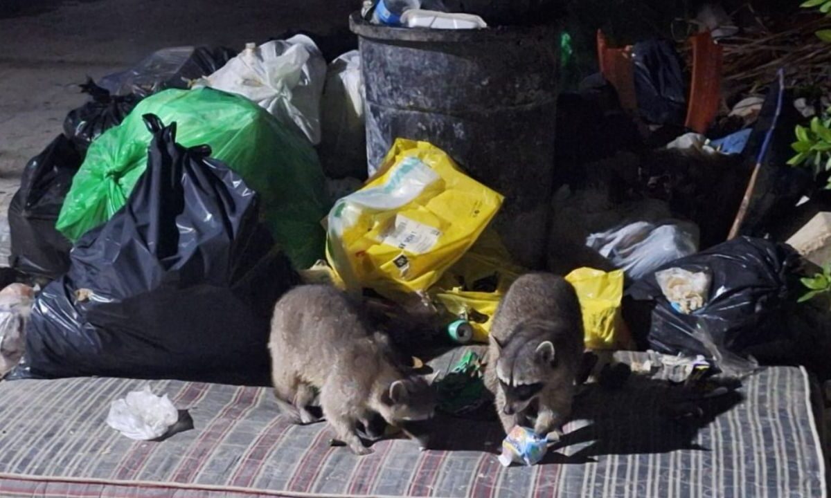 Basura en Holbox amenaza imagen previa al Torneo de Pesca 2026