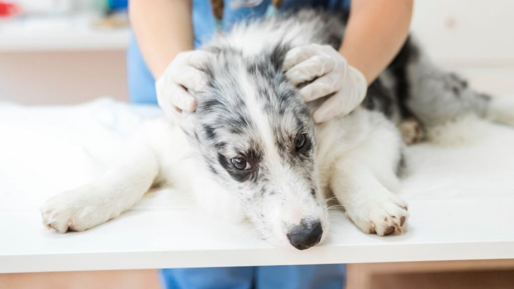 Gusano barrenador en Cancún: perros llegan en etapa terminal