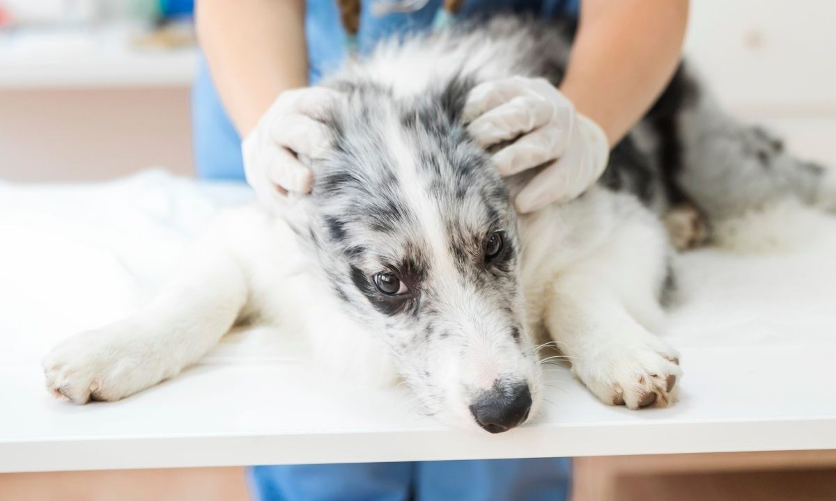 Gusano barrenador en Cancún: perros llegan en etapa terminal