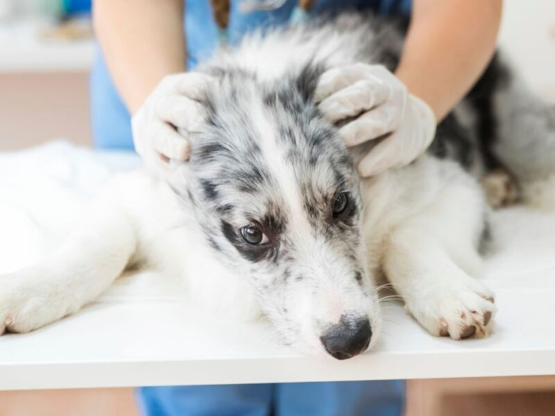 Alerta en Cancún por gusano barrenador: perros llegan en etapa terminal