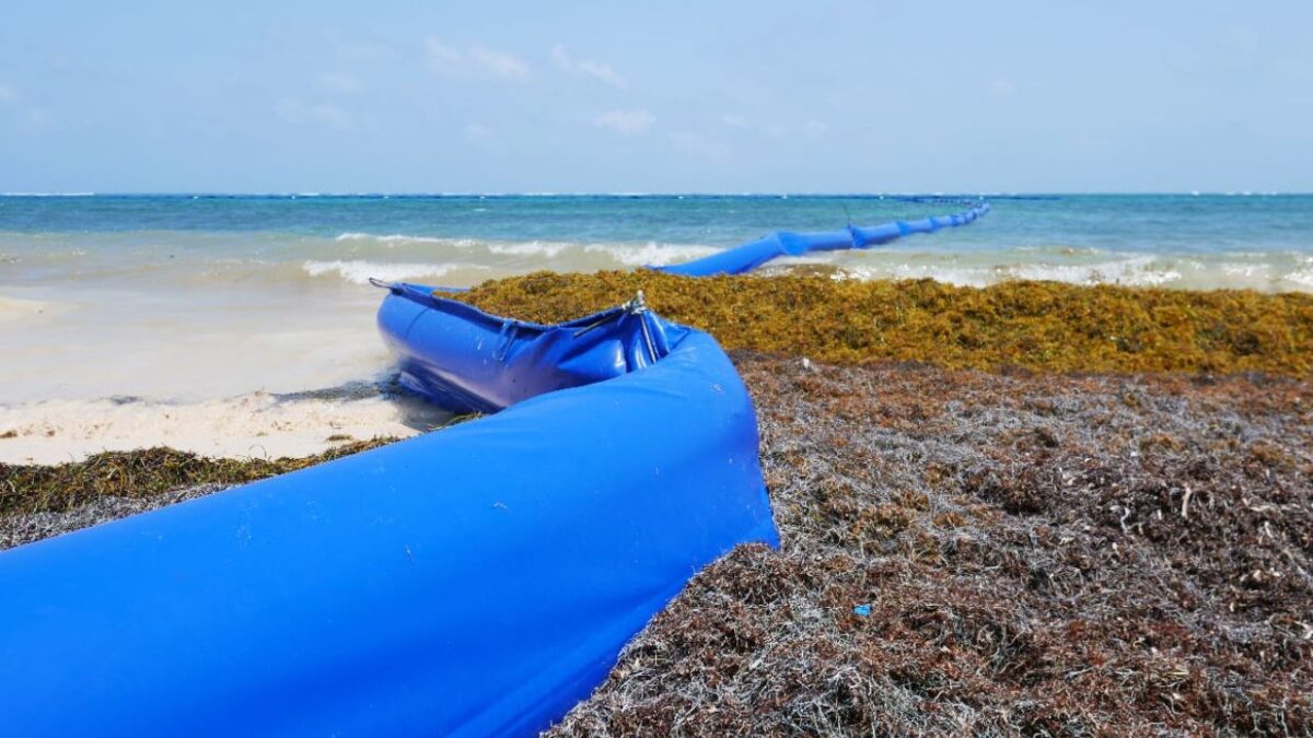 Recolección de sargazo en Quintana Roo supera 106 mil toneladas