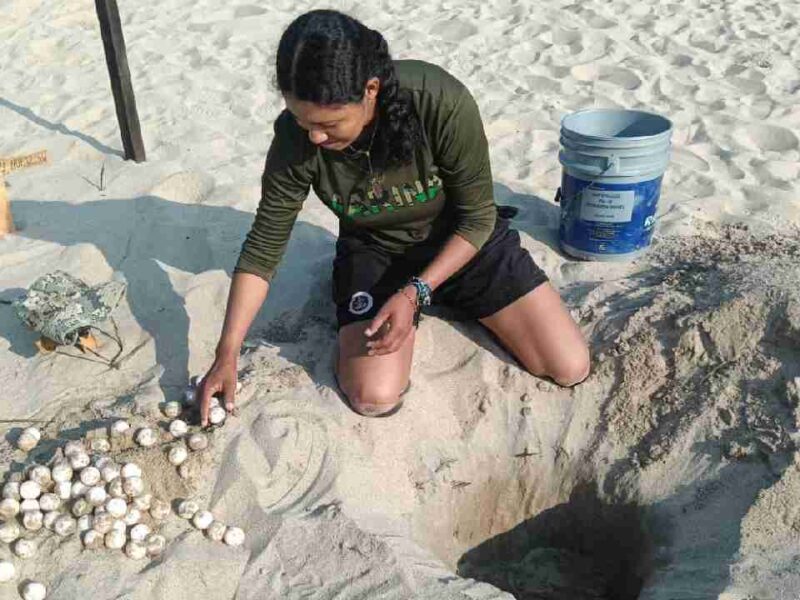 Akumal cierra temporada de tortugas con menos de mil nidos y enciende las alertas