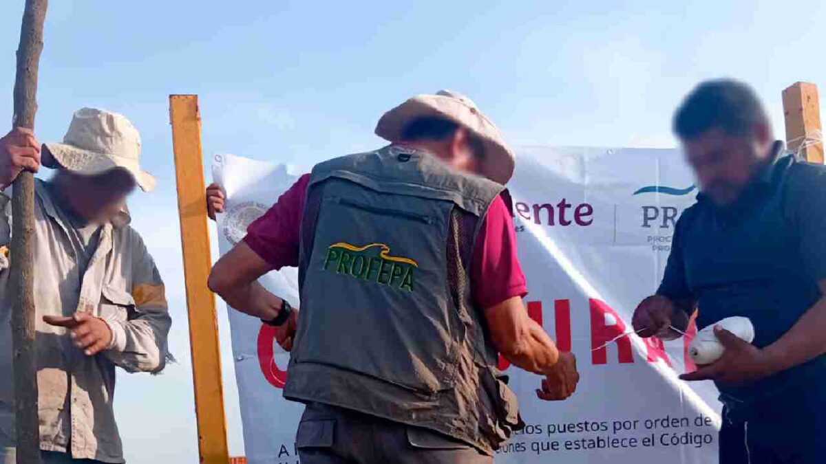 Profepa realizó operativos en Quintana Roo.