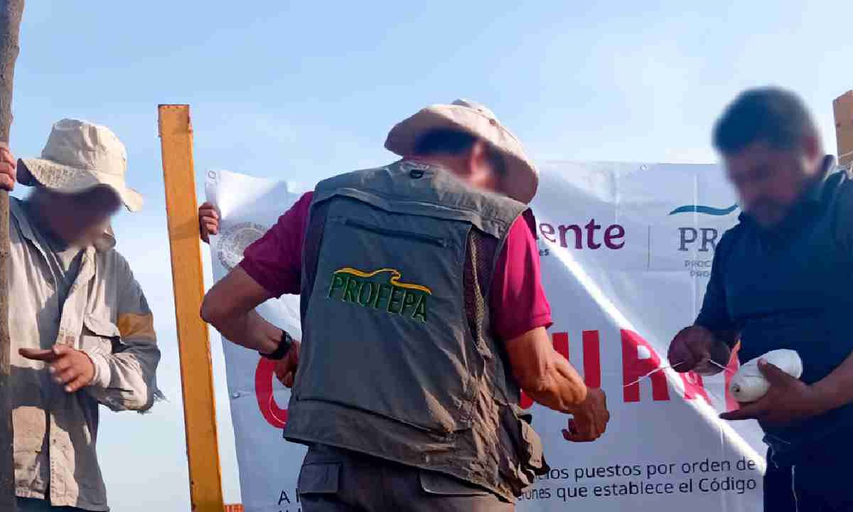 Profepa realizó operativos en Quintana Roo.