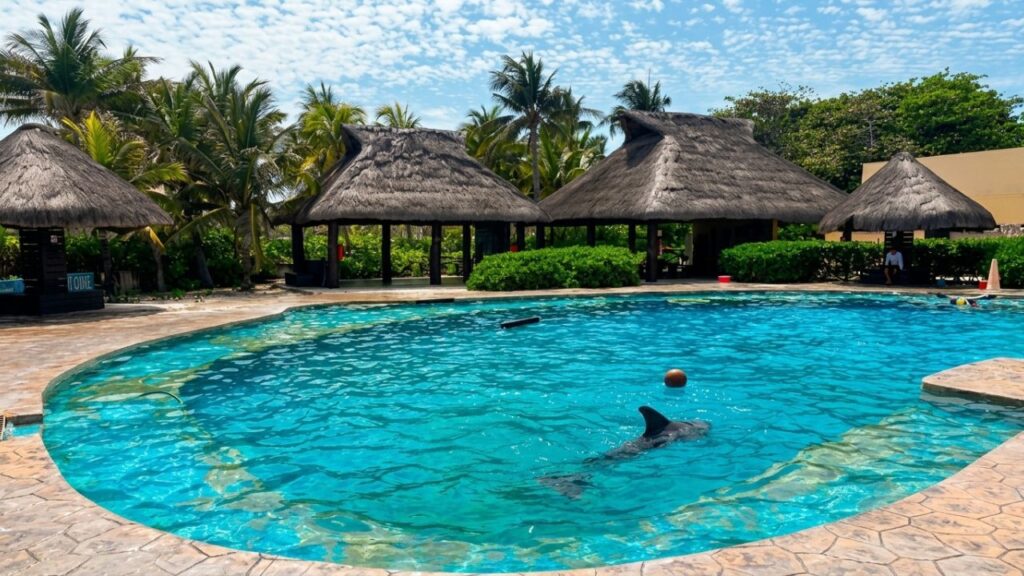 Delfines de Ventura Park en Cancún, con estado de salud delicado; revelan plan de retiro
