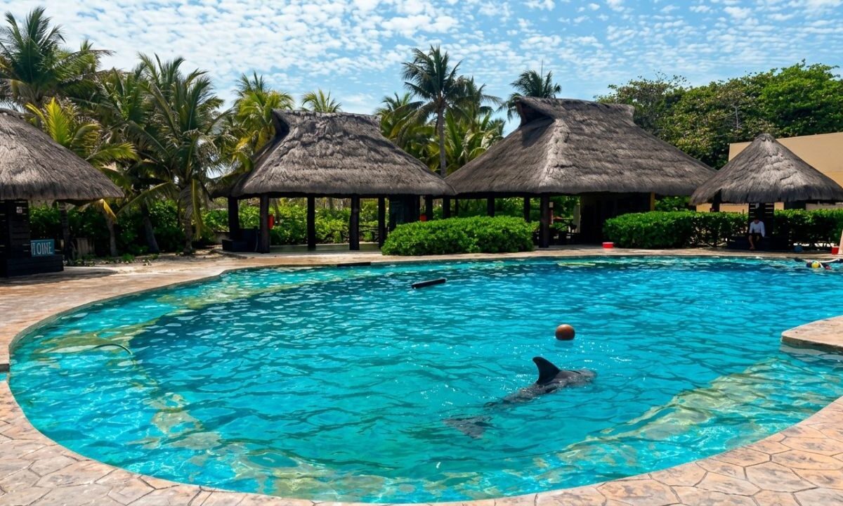 Delfines de Ventura Park en Cancún, con estado de salud delicado