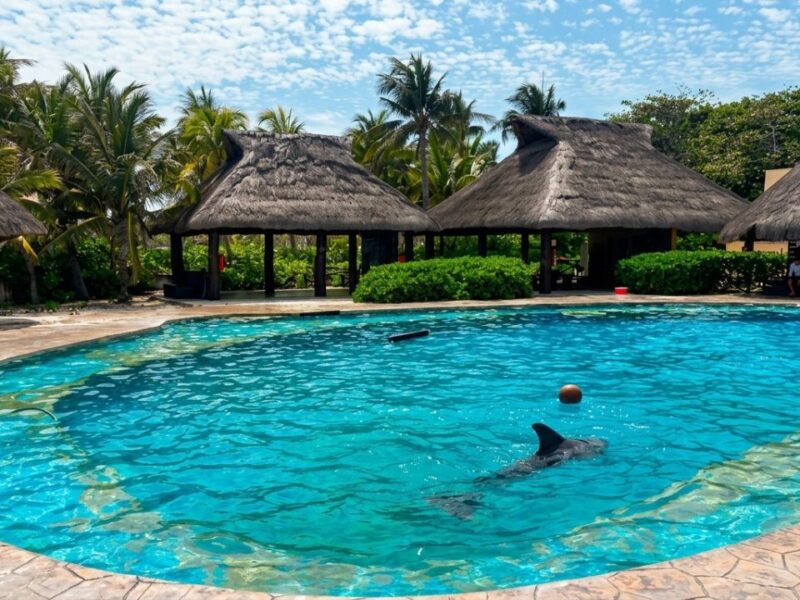 Delfines de Ventura Park en Cancún, con estado de salud delicado; revelan plan de retiro