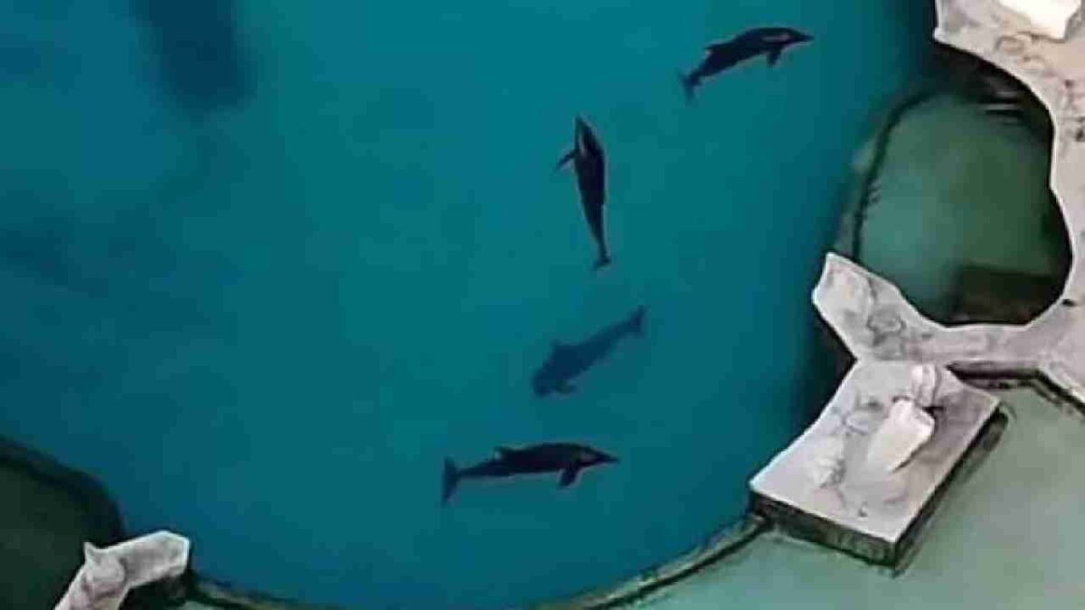 Buscan proteger a los delfines.