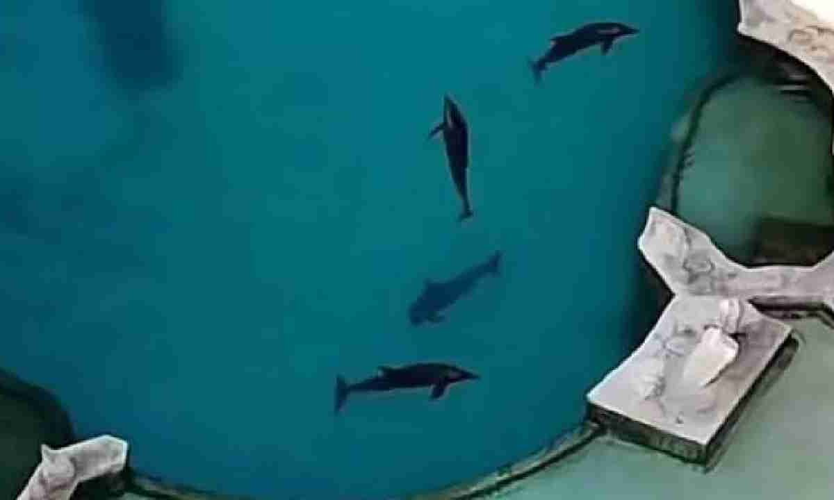 Buscan proteger a los delfines.