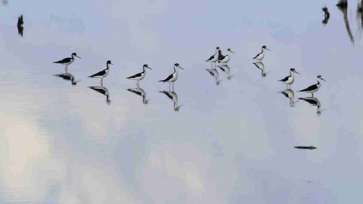 Ven 22 especies de aves playeras en Cozumel.